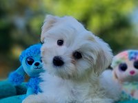 Neşe Kaynağı Morkie Yavrularımız