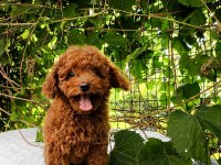 IRK GARANTİLİ KORE KAN RED BROWN TOY POODLE