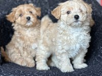 Maltipoo Yavrular