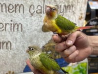 HER RENK BEBEK KONUR PAPAĞANLARI