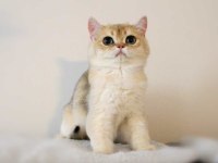 En güzel golden renk British Shorthair bebekler