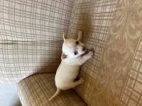 Pinscher köpekler