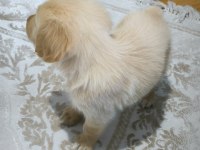 Yavru golden köpeğimiz yeni sahibini bekliyor