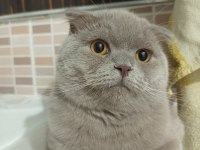 1,5 Yaşında Scottish Fold