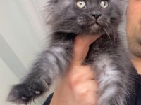 Black Smoke XXXL Maine Coon Mükemmel Dişi