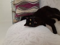 Ücretsiz sahiplendirilecek british shorthair