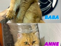 ALTIN SERİSİ BEBEK KEDİLER