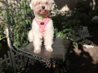 Toy poodle orjinal beyaz