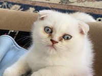 Scottish fold kedisi