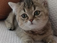 Yakışıklı Yavru British Shorthair