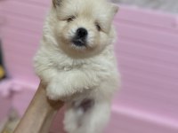 Pomeranian boo 1 ay sonra rezerve edilecektir