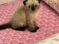 Scottish Fold Çikolata Point Dişi Mamaya Sahiplendirme