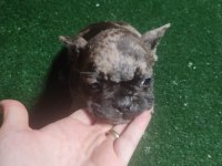 FRENCH BULLDOG YAVRULARIM
