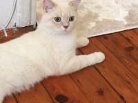 British Shorthair Bluepoint 1 Yaşında Erkek