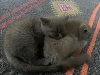 Ücretsiz sahiplendirme british shorthair