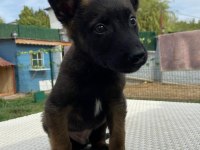 Belçika kurdu diğer adıyla Malinois