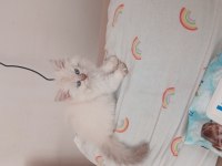 Bakalım ona hangi şanslı kedimize sahip olacak