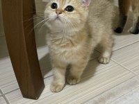 British shorthair 2,5 yaşında