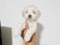 0 numara maltese terrier minnaklarım