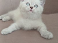50 Günlük British Shorthair Dişi Yavru