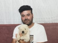 Ağustos 8 teslim Çin aslanı yavrular