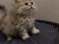 British longhair golden erkek