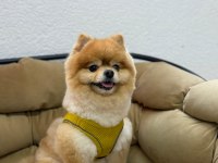 POMERANİAN BOO AYI SURAT A KALİTE