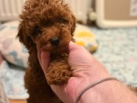 Poodle bebek köpeğimiz