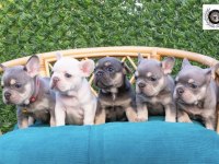 Harika fransız bulldog yavrular sizleri bekliyor