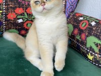 Safkan golden yavru kedimiz