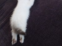 2 Aylık British Longhair