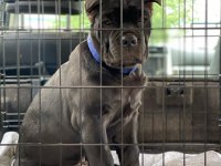 Dişi erkek cane corso kapıda ödemeli güvenli sistem