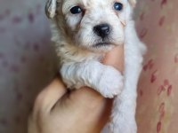 MİNİ BOY MALTİPOO BEBEKLER