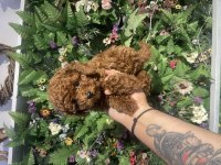 Efsane poodle yavrularımız