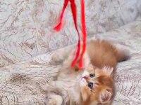 Harika British longhair Golden yavrularımız