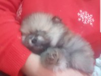 Dünya Tatlısı Pomeranian Bebeklerim Uyguna