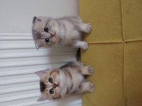 44 günlük scottish fold bebekler
