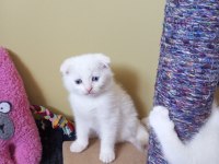 Pofuduk scottish fold white