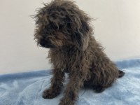 Egzotik Güzellik Poodle