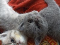 2 AYLIK 4 TANE YAVRU KEDİMİZ SAHİPLENDİRİLECEKTİR