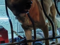 Bekçi köpeği arayanlara