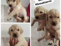 Maltipoo yavrular
