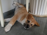 Akita inu 108 günlük