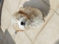 A kalite Maltipoo yavrumuz sahiplendirilecektir