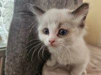 İki Adet Erkek Ragdoll Blue Bicolor Yavrumuz Kaldı
