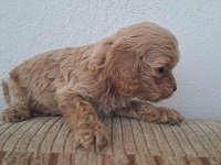 Cockapoo 2 Aylık Yavrular yeni yuvalarını arıyor