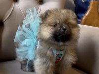 Üst Kalite Pomeranian Orange Dişi