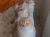 Full şecereli golden british longhair erkek ve dişi