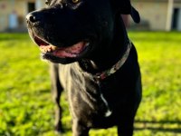 4.5 YAŞINDA DİŞİ KISIR CANE CORSO SAHİPLENDİRME