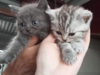 British shorthair yavrular
